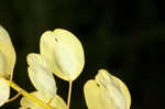 Field pennycress